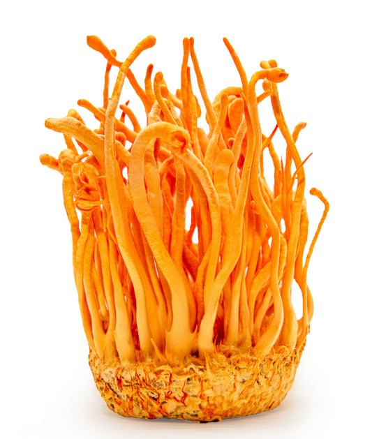 Cordyceps Chronicles: Unraveling the Power of a Unique Fungus
