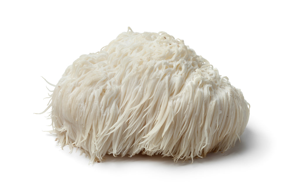 Elevate Your Mind: The Comprehensive Review of Lion’s Mane