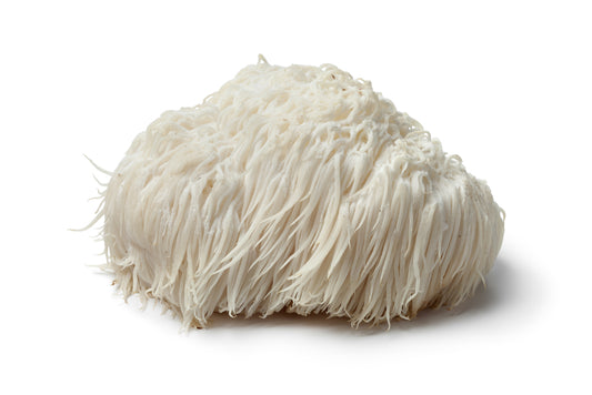 Elevate Your Mind: The Comprehensive Review of Lion’s Mane