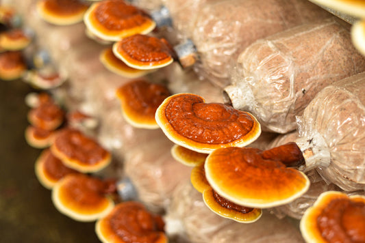GROWING REISHI MUSHROOMS AT HOME