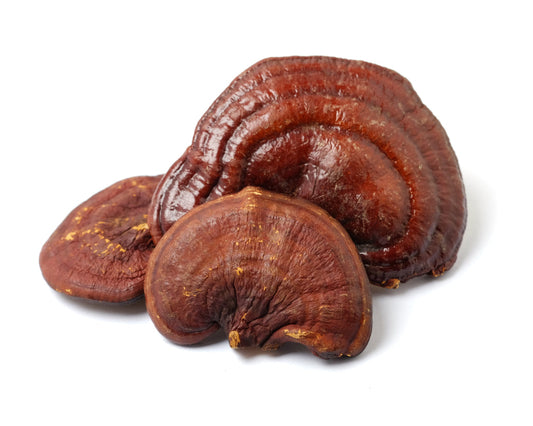 Revelations of Red Reishi mushroom