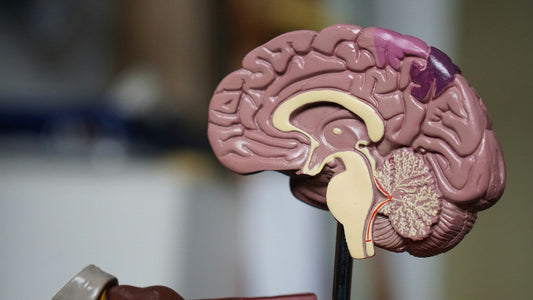 Focus Gummies for Specific Needs: Addressing Anxiety, Depression, and Sleep Issues - ZYLO NUTRITION