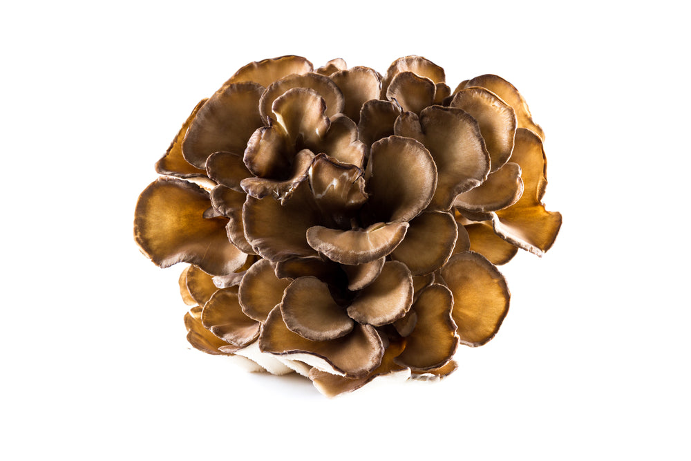 Maitake: The Mushroom of Many Wonders
