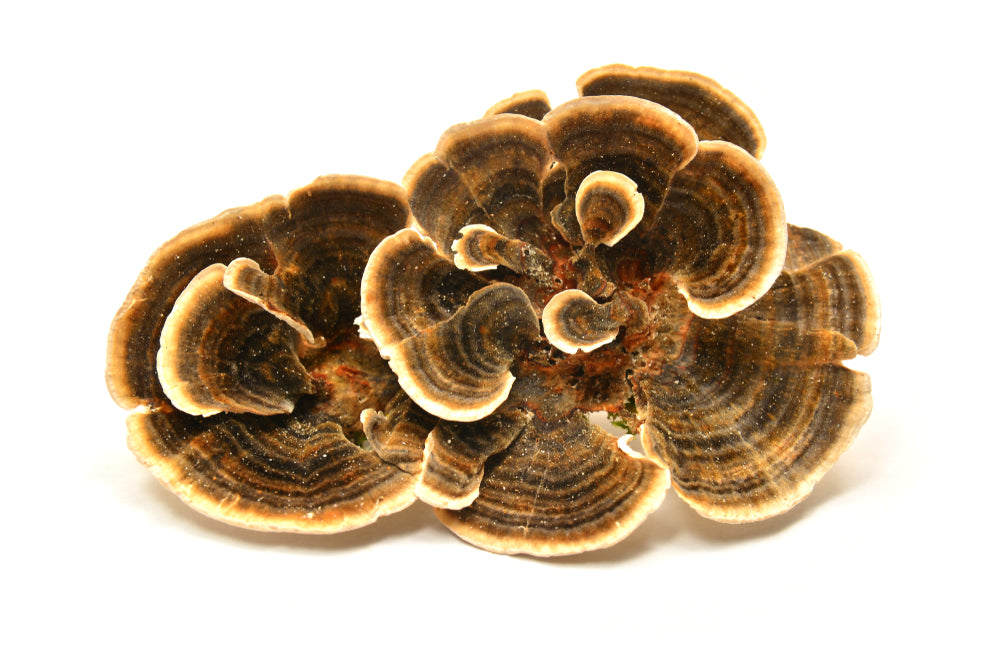 The Spectacular Turkey Tail: A Mushroom with a Tale to Tell
