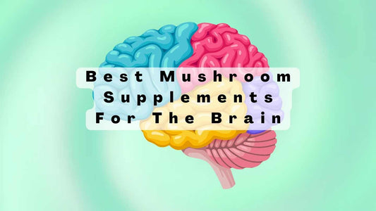 best mushroom supplements for the brain