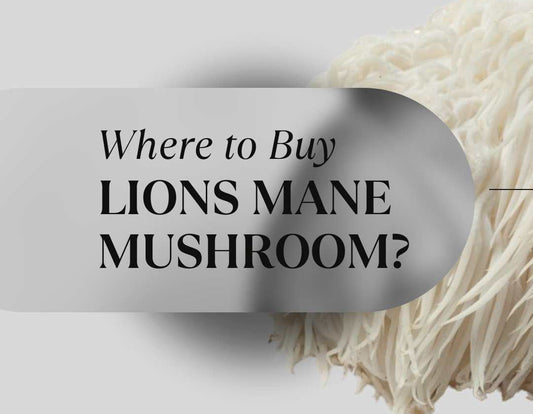 Lion's Mane mushroom where to buy