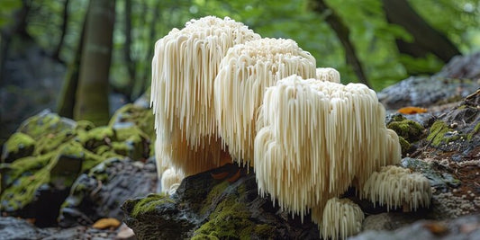 What are the Top Benefits, Uses, & Side Effects of Lion's Mane Mushrooms