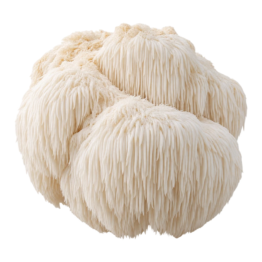 LION'S MANE