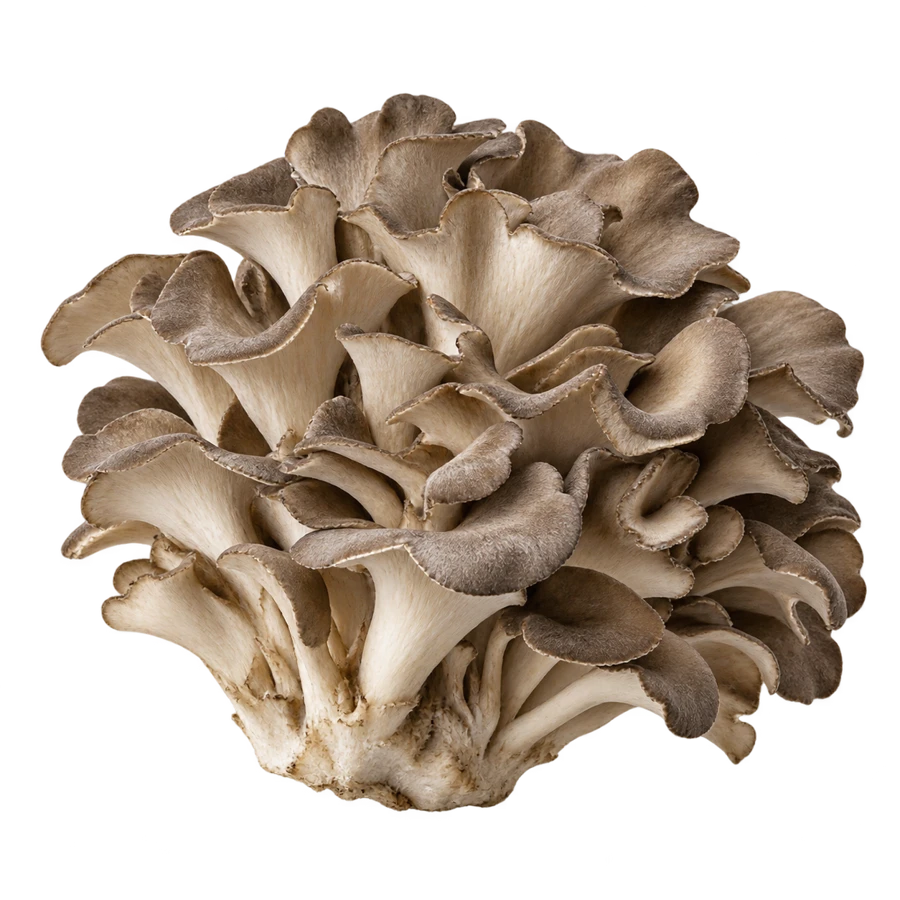 MAITAKE