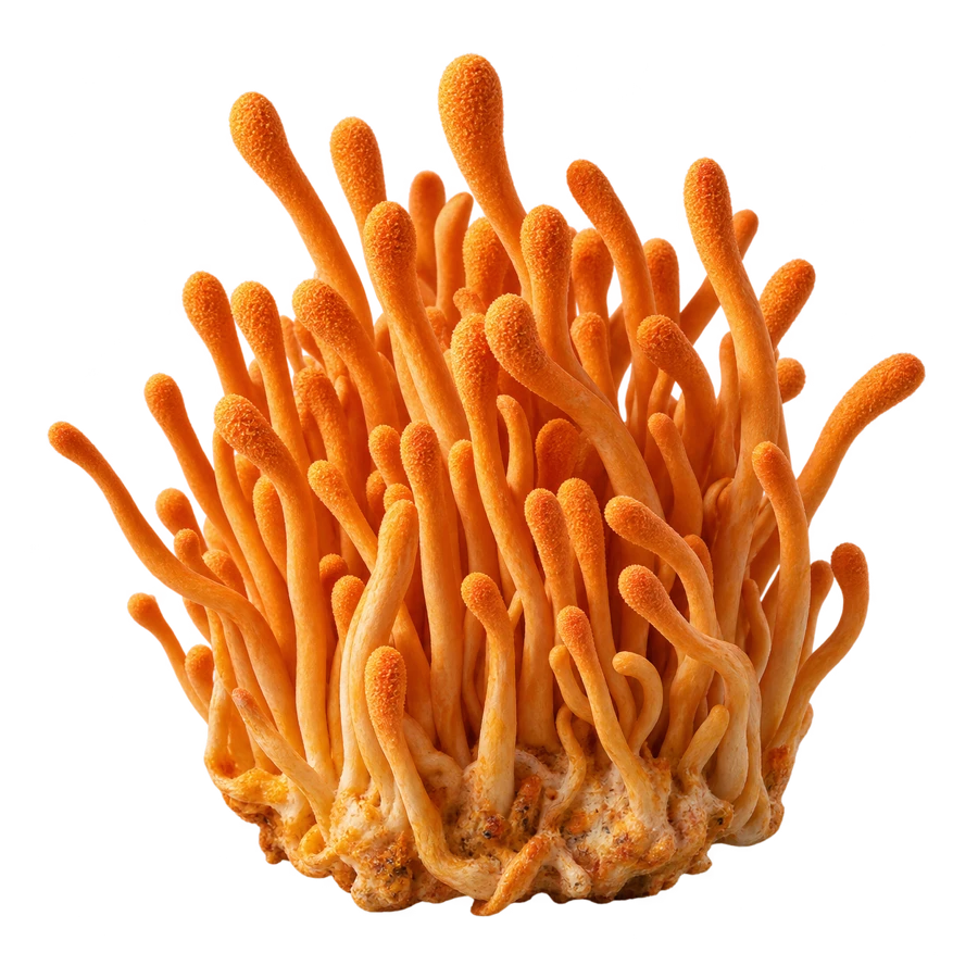 CORDYCEPS
