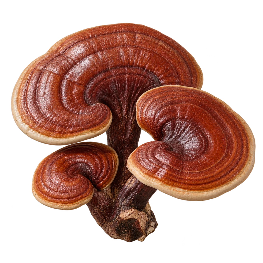 RED REISHI