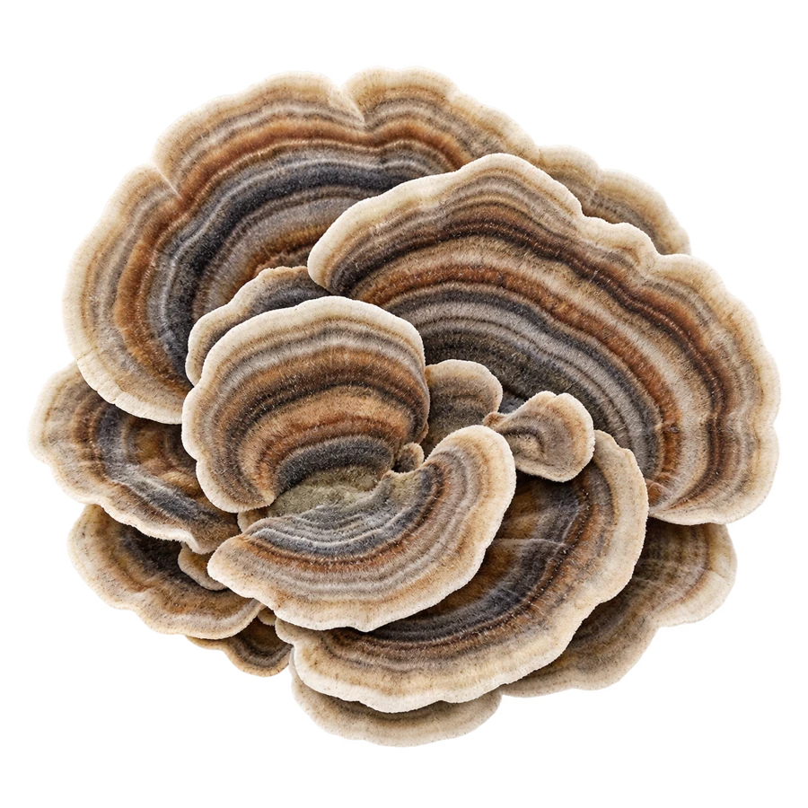 Turkey Tail mushroom